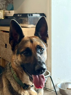 BRODIE - HAMPSHIRE